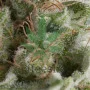 Cannabis seeds Auto AMERICAN PIE from Pyramid Seeds